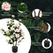 38" Set of 2 Pink Artificial Camellia Tree with 24 Silk Flowers and 186 Leaves in Cement Pot